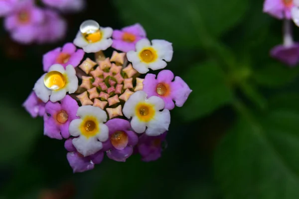 Belles Fleurs Poussant Dans Jardin Journée Ensoleillée Été — Photo