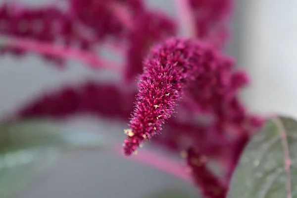 Vackra Blommor Xer Trã Dgã Rden Sommaren Solig Dag — Stockfoto