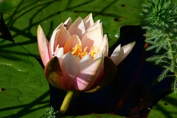 Beaux Lotus Fleurs Poussant Dans Étang Jour Été — Photo