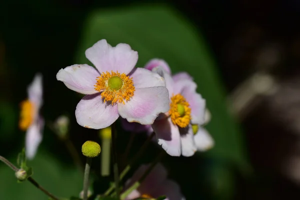 Bellissimi Fiori Che Crescono Giardino Nella Giornata Sole — Foto Stock