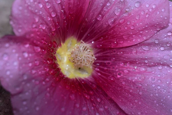 Bellissimo Fiore Che Cresce Giardino Estate Giornata Sole — Foto Stock