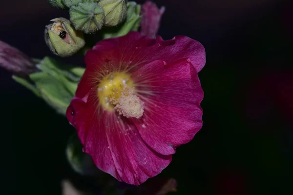 Красиві Квіти Темному Тлі Літня Концепція Близький Вигляд — стокове фото