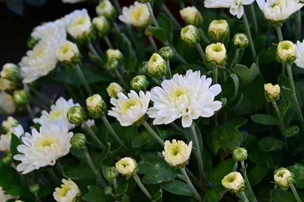 Belles Fleurs Poussant Dans Jardin Journée Ensoleillée Été — Photo