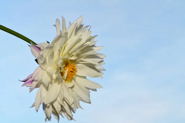 Красивый Цветок Герберы Фоне Неба Летняя Концепция Близкий Вид — стоковое фото