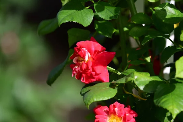 Belas Flores Crescendo Jardim Verão Dia Ensolarado — Fotografia de Stock