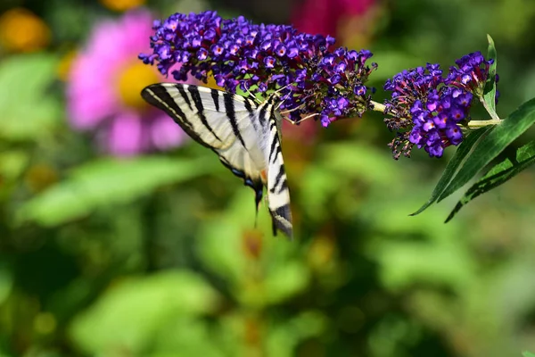 Butterfly Beautiful Flowers Growing Garden Summer Sunny Day — Stock Photo, Image