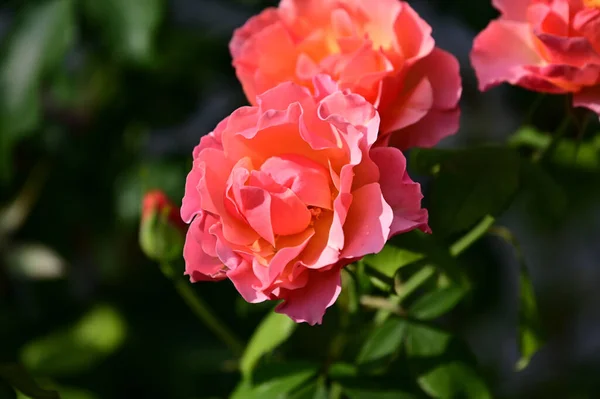 Belas Rosas Crescendo Jardim Verão Dia Ensolarado — Fotografia de Stock