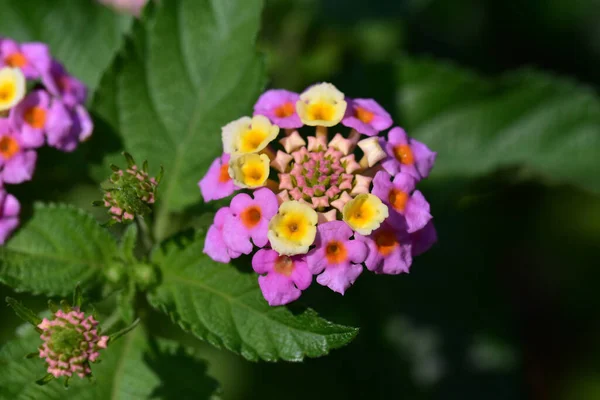 Güneşli Yaz Gününde Bahçede Yetişen Güzel Çiçekler — Stok fotoğraf