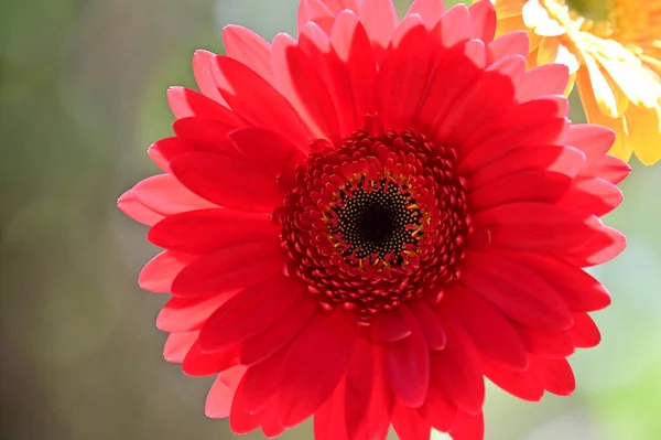 Aydınlık Arka Planda Güzel Gerbera Çiçekleri Yaz Konsepti Yakın Görüş — Stok fotoğraf