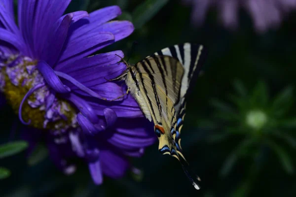 Butterfly Beautiful Flower Garden Summer Sunny Day — Stock Photo, Image