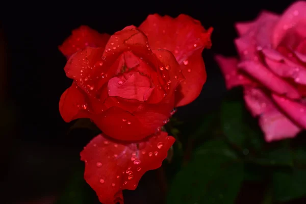 Vackra Blommor Mörk Bakgrund Sommar Koncept Nära Utsikt — Stockfoto