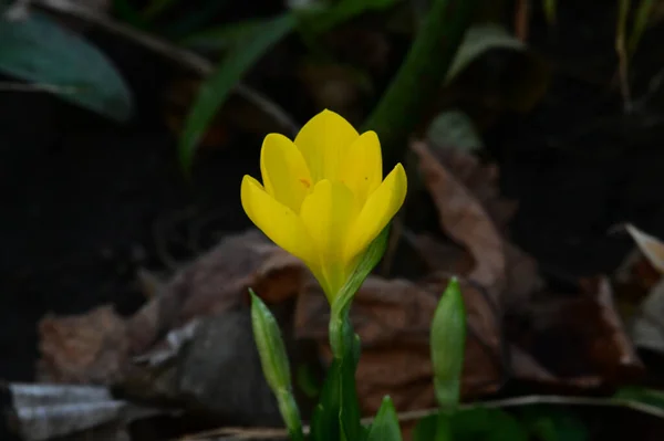 Hermosa Flor Que Crece Jardín Verano Día Soleado — Foto de Stock