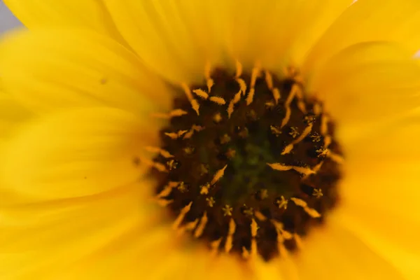 Bela Flor Fundo Luz Conceito Verão Vista Próxima — Fotografia de Stock