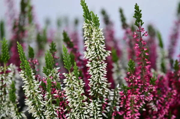 Beautiful Flowers Growing Garden Summer Sunny Day — Stock Photo, Image