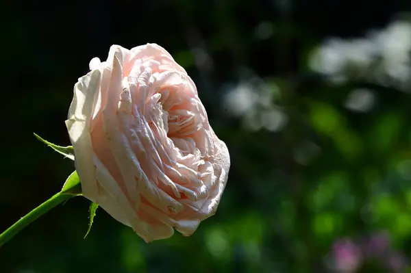 Hermosas Flores Que Crecen Jardín Verano Día Soleado — Foto de Stock