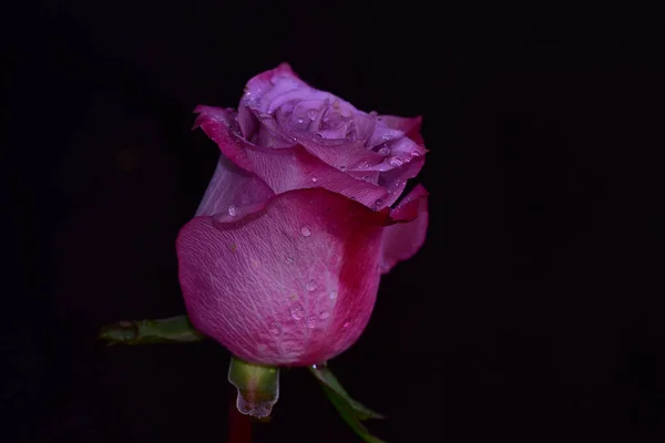 Beautiful Rose Dark Background Summer Concept Close View — Stock Photo, Image