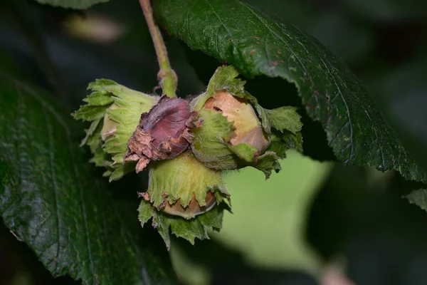 Tree Branches Green Leaves Hazelnuts Close View — Stock Photo, Image