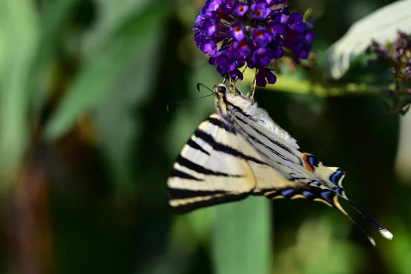 Farfalla Bei Fiori Che Crescono Giardino Estate Giornata Sole — Foto Stock