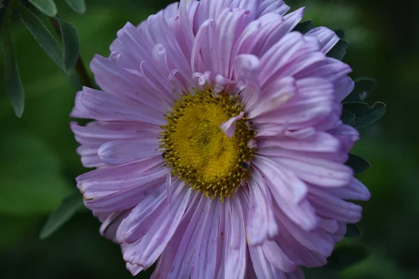 Belles Fleurs Poussant Dans Jardin Journée Ensoleillée Été — Photo