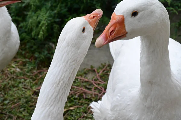 Beautiful Geese Grazing Outdoor Summer Day — Stock Photo, Image