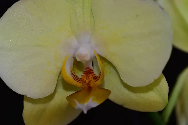 Hermosa Flor Orquídea Sobre Fondo Oscuro Concepto Verano Vista Cercana —  Fotos de Stock