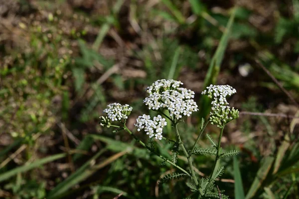 Hermosas Flores Que Crecen Jardín Verano Día Soleado —  Fotos de Stock