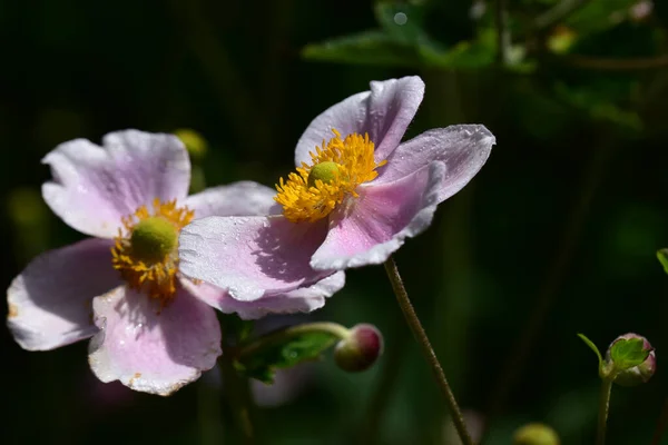 Bellissimi Fiori Che Crescono Giardino Estate Giornata Sole — Foto Stock