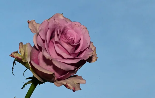 Krásný Růžový Květ Pozadí Oblohy Letní Koncept Zblízka — Stock fotografie