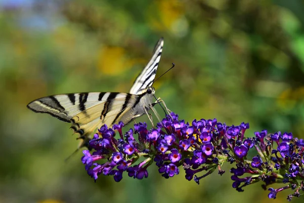 Farfalla Bei Fiori Che Crescono Giardino Estate Giornata Sole — Foto Stock