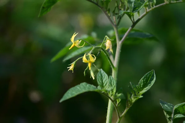 夏日阳光明媚的花园里 盛开着美丽的花朵 — 图库照片