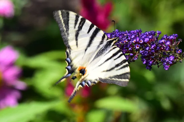 夏の晴れた日に庭で育つ美しい花に蝶 — ストック写真