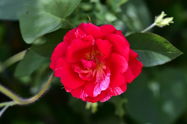 Vackra Blommor Xer Trã Dgã Rden Sommaren Solig Dag — Stockfoto