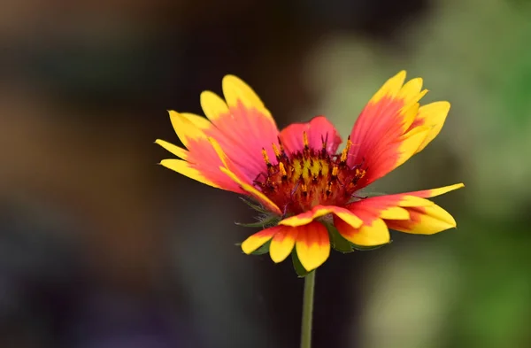 Beautiful Flower Growing Garden Summer Sunny Day — Stock Photo, Image