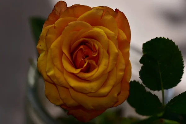 Schöne Blumen Wachsen Garten Sonnigen Sommertag — Stockfoto