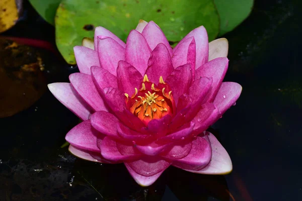 Schön Blühender Lotus Der Sommertag Teich Wächst — Stockfoto