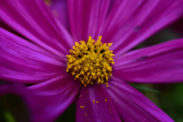 Hermosa Flor Sobre Fondo Oscuro Concepto Verano Vista Cercana —  Fotos de Stock