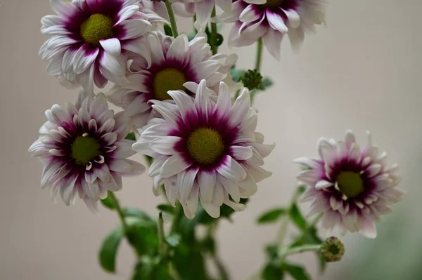 Vackra Blommor Xer Trã Dgã Rden Sommaren Solig Dag — Stockfoto