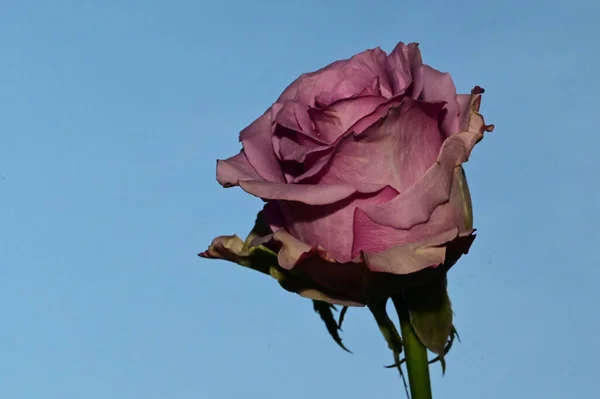 Schöne Rosenblume Auf Himmelshintergrund Sommerkonzept Nahsicht — Stockfoto