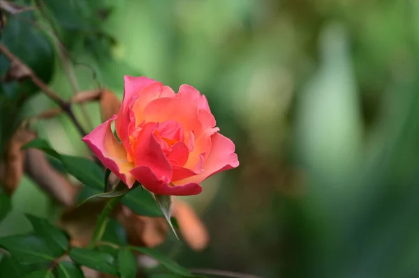 Vacker Ros Blomma Växer Trädgården Solig Dag — Stockfoto