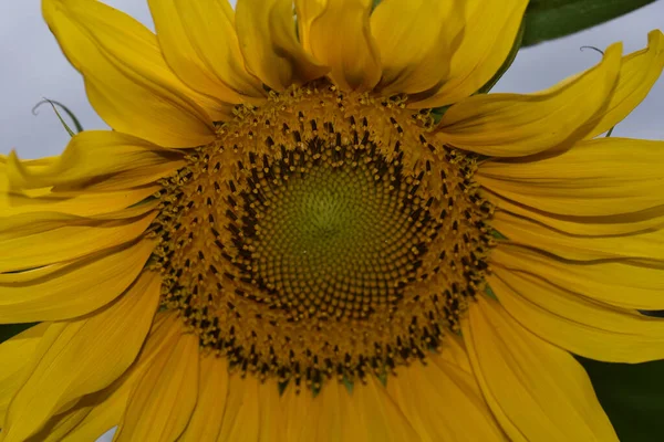 Beautiful Sunflower Growing Garden Summer Sunny Day — Stock Photo, Image