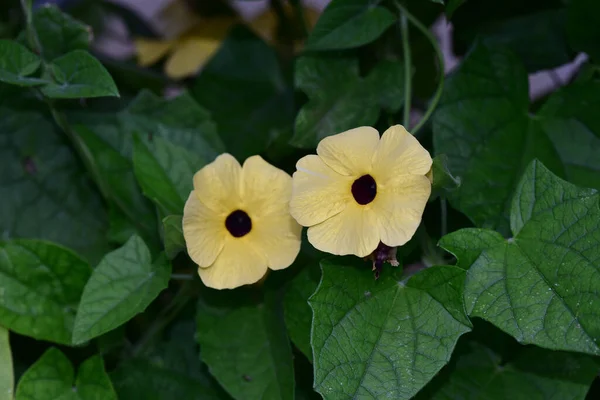 Bellissimi Fiori Che Crescono Giardino Estate Giornata Sole — Foto Stock