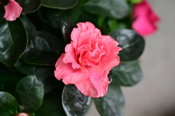 Hermosas Flores Que Crecen Jardín Verano Día Soleado —  Fotos de Stock