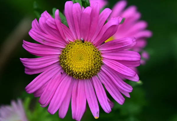 Hermosas Flores Que Crecen Jardín Verano Día Soleado — Foto de Stock