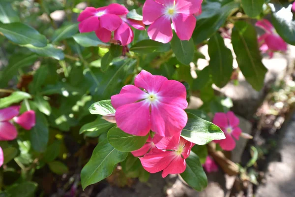 Hermosas Flores Que Crecen Jardín Verano Día Soleado —  Fotos de Stock