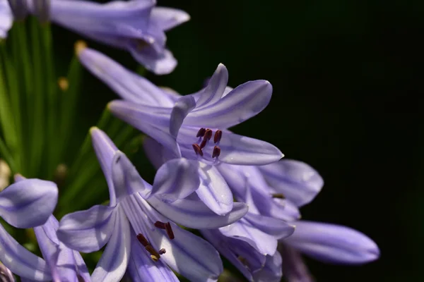 Bellissimi Fiori Che Crescono Giardino Estate Giornata Sole — Foto Stock