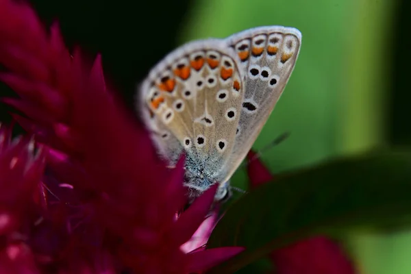 Borboleta Bela Flor Jardim Dia Ensolarado Verão — Fotografia de Stock
