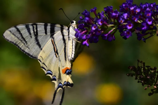 Schmetterling Auf Schönen Blumen Die Garten Sonnigen Sommertag Wachsen — Stockfoto