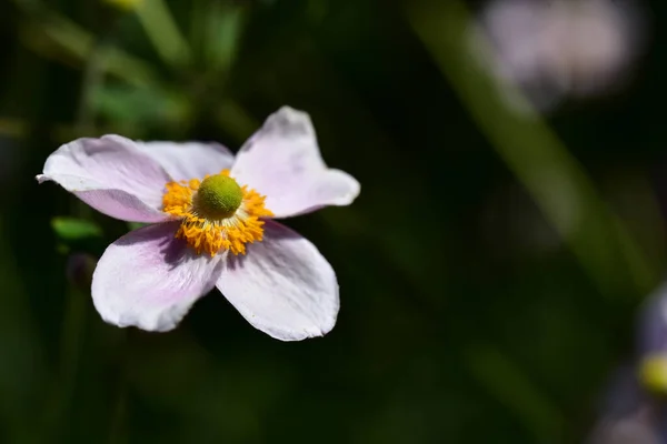 Schöne Blumen Wachsen Garten Sonnigen Sommertag — Stockfoto