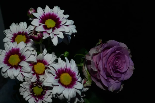 Flores Bonitas Fundo Escuro Conceito Verão Vista Próxima — Fotografia de Stock