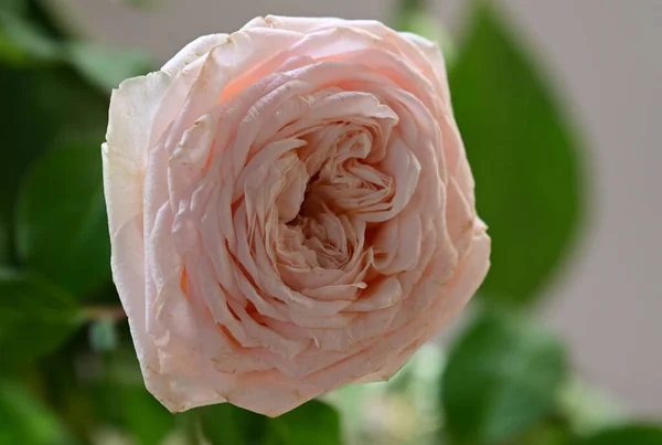 Belles Fleurs Poussant Dans Jardin Journée Ensoleillée Été — Photo